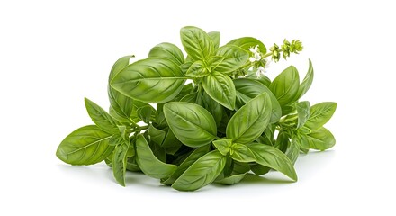 Fresh Green Basil Leaves with Small White Flowers