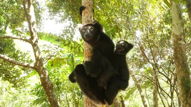 Lemur indri with baby on his back sitting in the tree, looking around  23