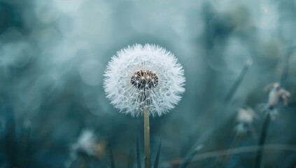 Large white dandelion surrounded by trees, showcasing delicate natural beauty, seasonal change