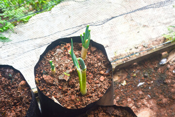 Young green seedlings growing in black plastic seedling tray filled with soil, placed on white surface with blurred natural background, symbolizing growth and hope