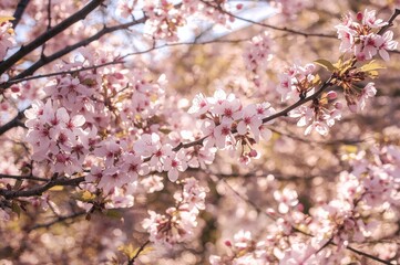 Fototapeta premium Springtime pink cherry blossoms with an Eastern allure on delicate branches