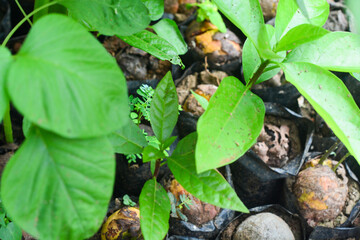 Avocado tree planted in a pot