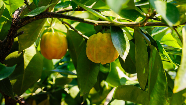 Furrowed bitter orange Citrus &times; aurantium 'Canaliculata' fruits with rain drops. Banner. Orange citrus fruits grow in summer garden. Citrus aurantium Canaliculata or bitter orange or bitter mandarin.