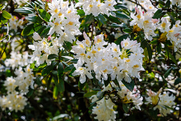 Fototapeta premium Lovely white rhododendron flowers blooming in a vibrant garden setting during spring