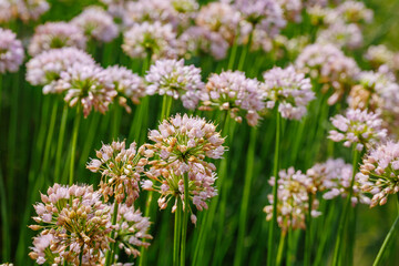 Soft pink flowers blooming in a lush green field during a sunny day in springtime