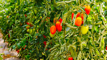 Freshly ripened tomatoes growing on vines in a sunny garden on a bright afternoon