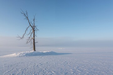Solitary tree standing in a vast snowy landscape during winter