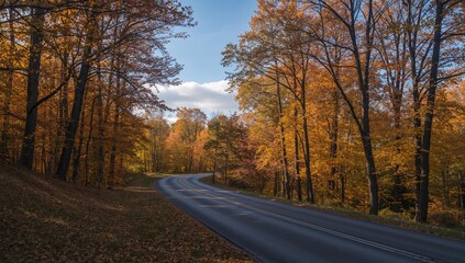 Naklejka premium Autumn sunlight filtering through tall trees along a deserted forest road, seasonal change