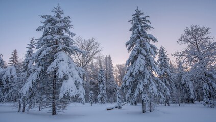 Pine tree forest covered in snow during winter, highlighting seasonal change
