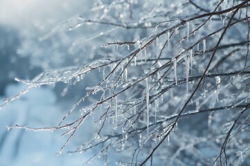 Frozen ice crystals forming on a tree limb during the cold season