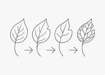 Illustration of a leafs growth and decay process