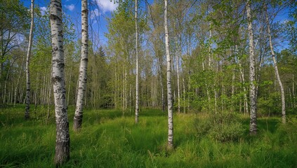 Obraz premium Birch forest landscape pattern, showcasing seasonal change, summer