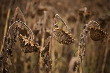 A photo of a field with ripe sunflowers.