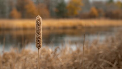 Detail Reed Seeds Stem Showcasing