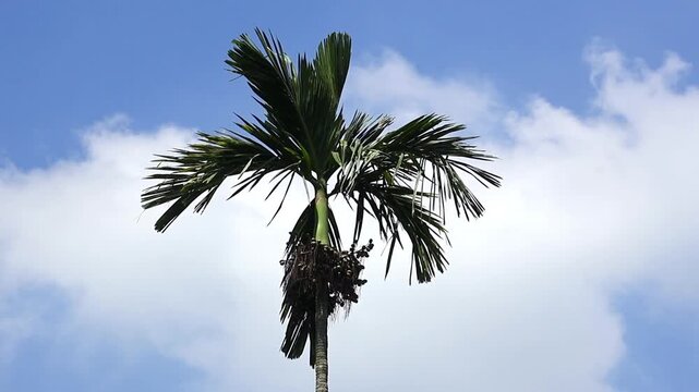 Betel nut (Areca catechu) palm tree top swaying in gentle wind, featuring a prominent cluster of growing betel nuts. Shot against a vibrant blue sky with soft white clouds.