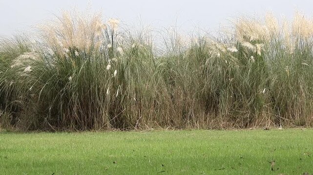 Beautiful white Kans Grass or wild sugarcane (Saccharum spontaneum), known locally as Kash Phool, blossoming on a green, rural field in Bangladesh. Serene Asian nature and tranquil landscape footage