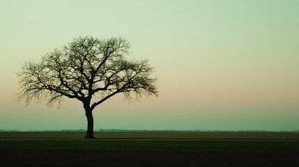 Obraz premium Minimalist silhouette of a single tree against a gradient sky with ample negative space. 