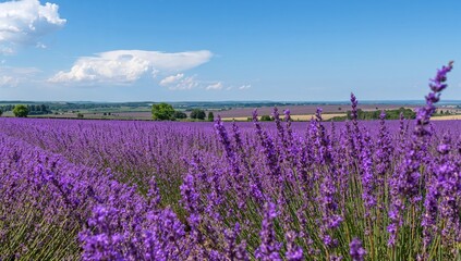 Naklejka premium Summer lavender fields in a scenic rural area