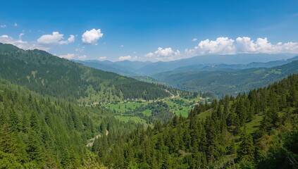 Obraz premium Image of a Dense Woodland Area in the Northern Region