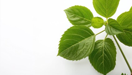 Fresh green hibiscus rosa-sinensis foliage on a white backdrop, suitable for editorial header background