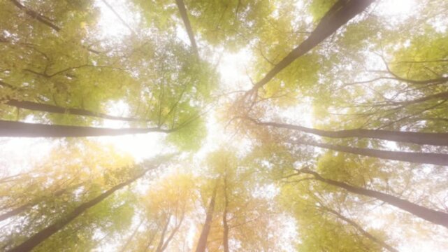 Bunte Baumkronen im Laubwald mit Herbstlaub von unten, Bildeffekt