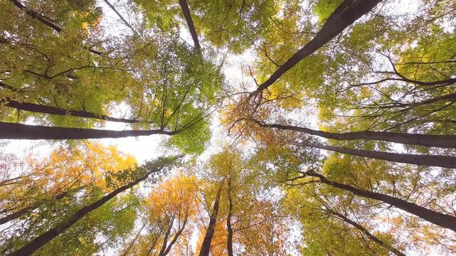 Bunte Baumkronen im Laubwald mit Herbstlaub von unten, Bildeffekt