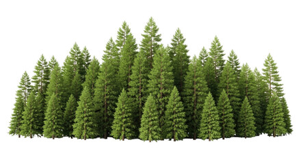 Fototapeta premium Dense forest of evergreen trees transparent background cutout png