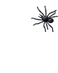 Obraz premium Spider Silhouette: A detailed macro shot captures a black spider, showcasing its unique form. The spider's silhouette is cast, revealing intricate details of its body and legs.