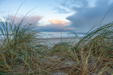 Beach grass and ocean view. Tall dune grass sways in the wind overlooking the sea. The cloudy sky glows faintly with the last light of the day.