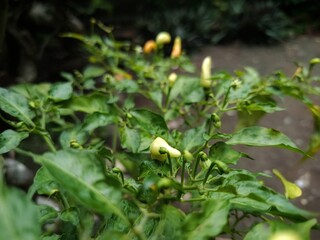 The cayenne pepper ( Capsicum frutescens ) is a member of the genus Capsicum whose fruit grows upright and faces upwards. The fruit is green or white when young and turns dark red when ripe. 