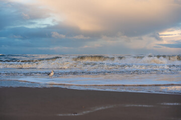Seagull and surf waves. Foamy surf waves crash onto the shore with a seagull in the foreground. Warm light creates a soft evening mood.