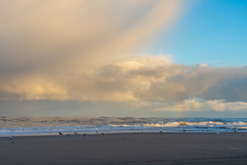Obraz premium Soft golden light spreads across the beach as seagulls walk by the tide. The vast sky glows with warm pastel tones.