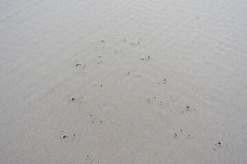 Tiny bird footprints mark the smooth, wet sand after the tide. The soft texture reveals the rhythm of the sea.