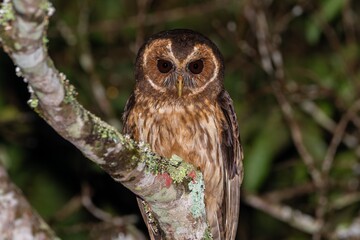 Mottled owl - Strix virgata 