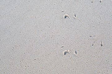 Close-up of delicate bird footprints pressed into wet beach sand. Subtle patterns show traces left by retreating water.