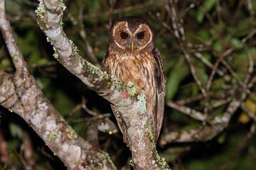 Mottled owl - Strix virgata 