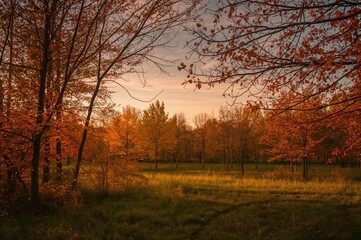 Evening Light in the Fall Woods