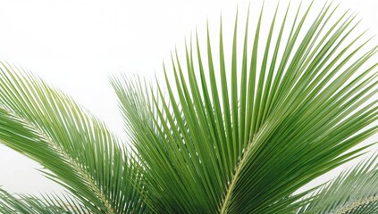 Obraz premium Photograph of tropical palm fronds against a plain white background