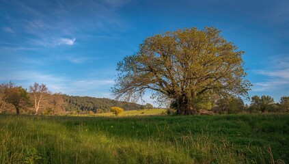 Fototapeta premium Scenic view featuring a tree under a vast sky in a rural setting