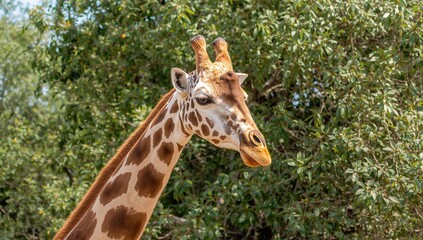 Obraz premium Majestic African Giraffe, graceful presence in the savannah, wildlife tourism attraction