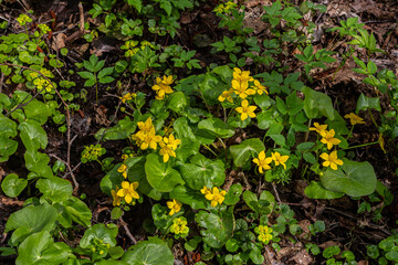 Bright yellow Caltha palustris blooms in spring wetland during sunny afternoon under clear blue sky surrounded by lush green foliage