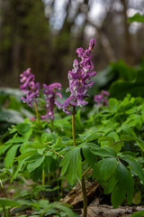 Obraz premium Hollowroot blooms in spring showcasing vibrant purple flowers among lush green foliage in a tranquil woodland setting