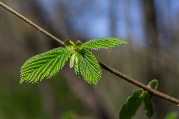 Coltsfoot blooms emerge in springtime showcasing vibrant yellow flowers and fresh green leaves in a natural forest setting