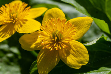 Bright yellow Caltha palustris blooms in spring sunlight enhancing the beauty of wetland habitats during springtime