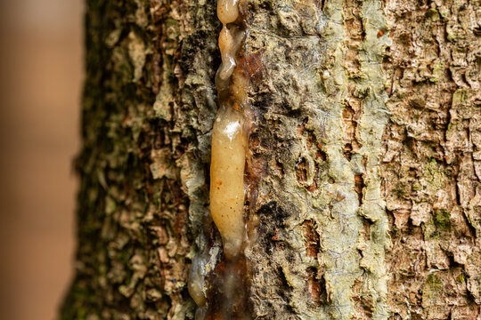 Close-Up of oozing sap or resin on a tree trunk in a forest. Macro shot, no people