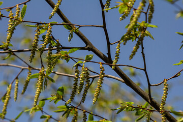 Coltsfoot blooms alongside budding foliage in a clear spring sky