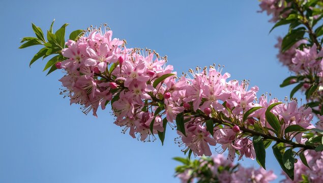 Vibrant pink blossoms of Gliricidia sepium thriving amidst the sky - a breathtaking display of nature's beauty