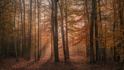 Obraz premium Autumn in a Deciduous Forest with Sunlight Filtering through Fog, Seasonal Change