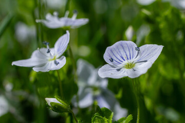 Germander Speedwell blooms in a lush green meadow during springtime showcasing delicate blue flowers in full sunlight