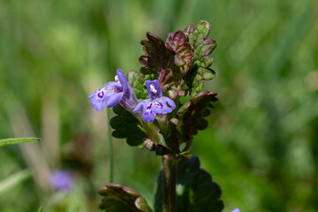 Ground-ivy Glechoma hederacea thriving among lush green grass in a sunny location during springtime